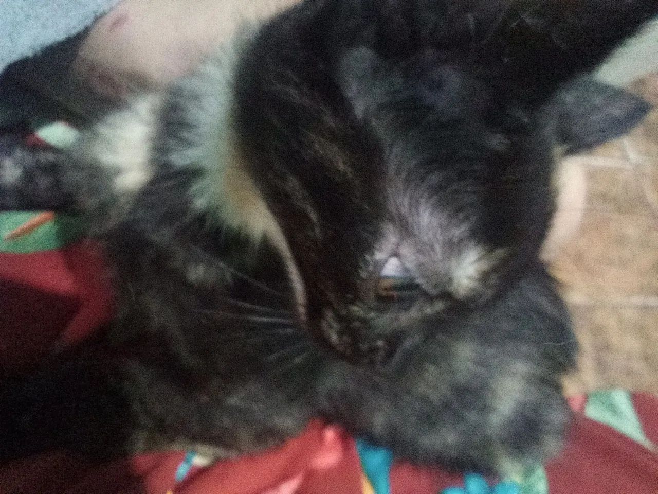 Doação gatinha