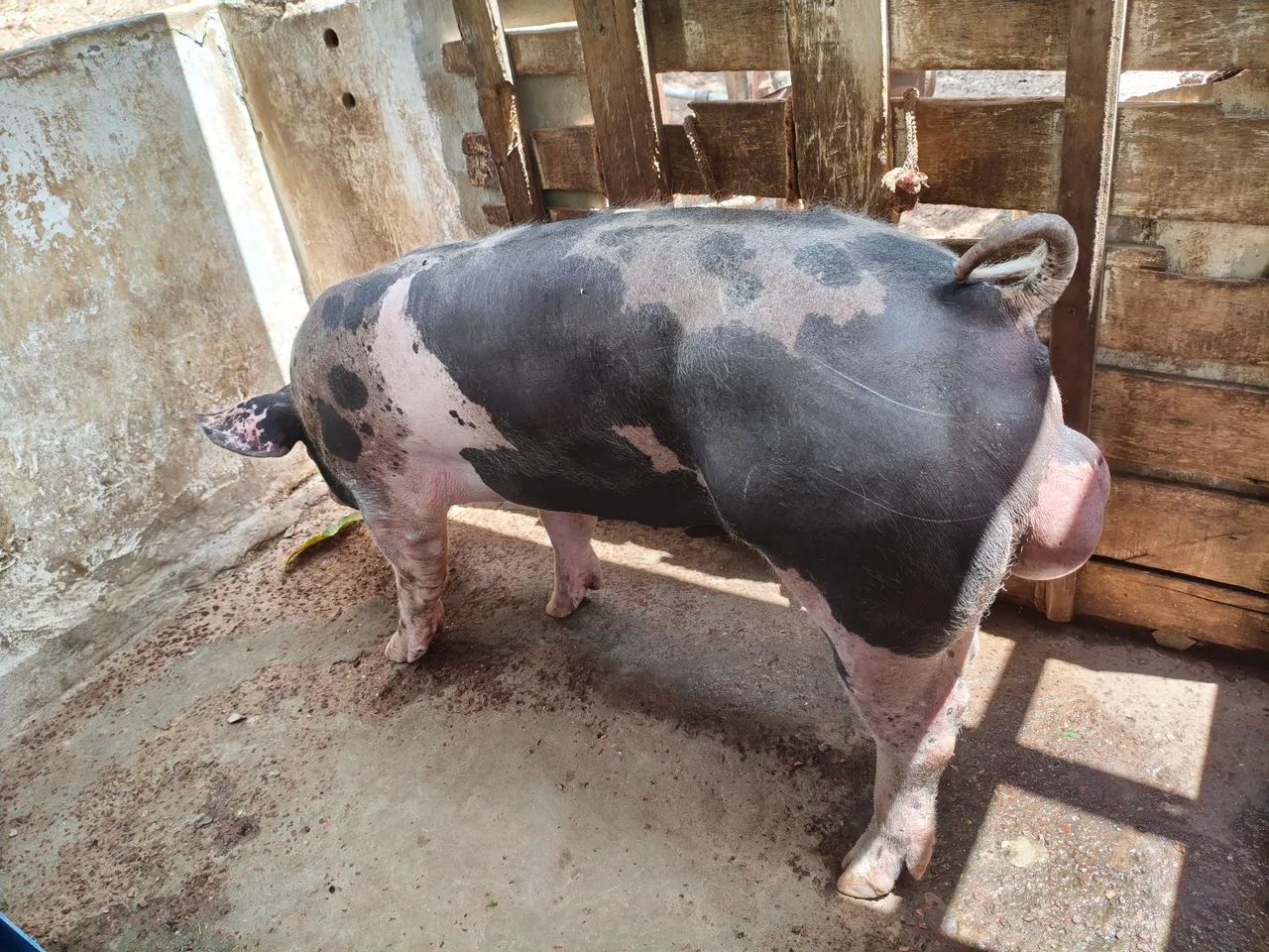 Pientran  mestiço