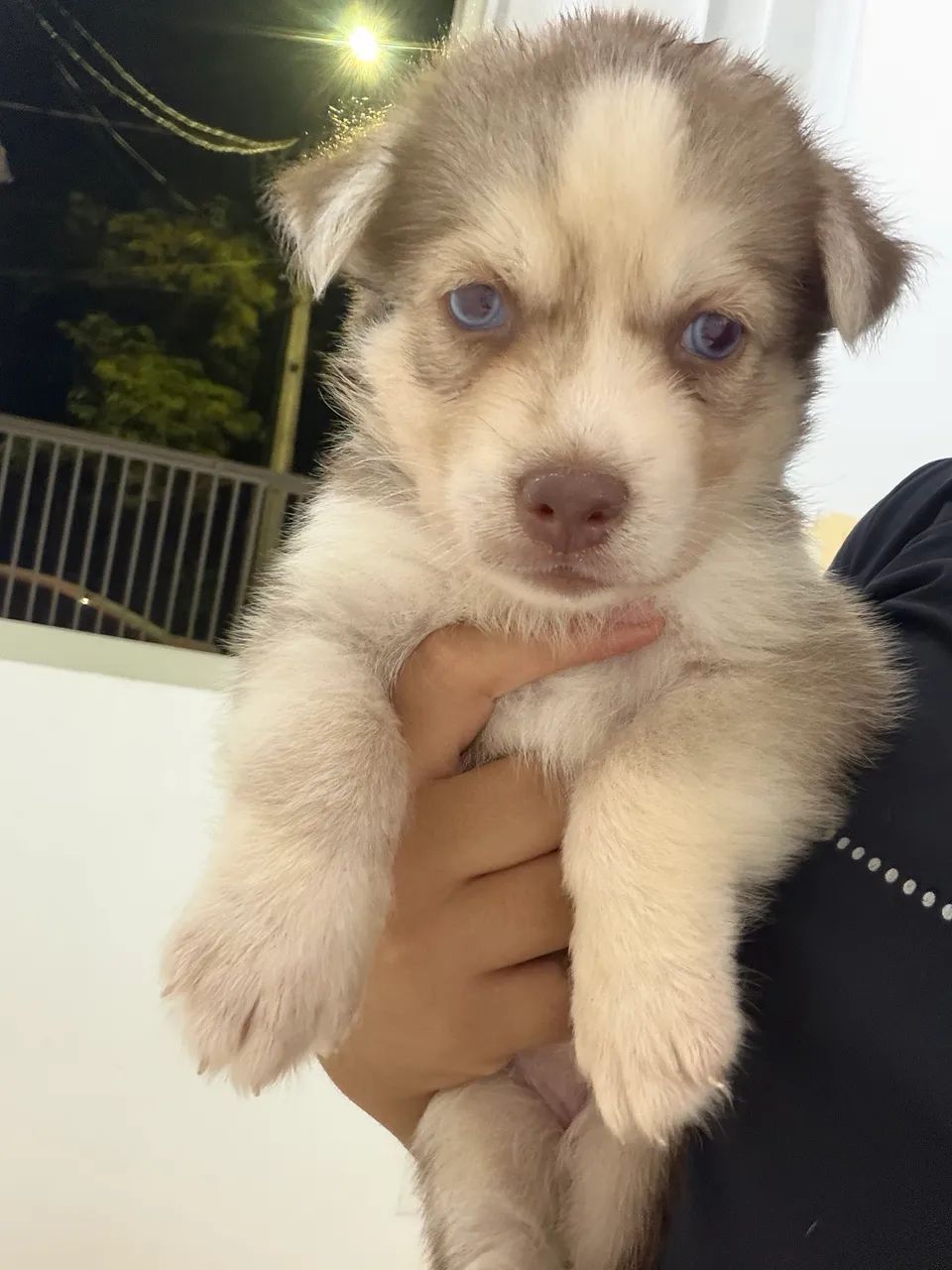 Husky siberiano  - Foto 2