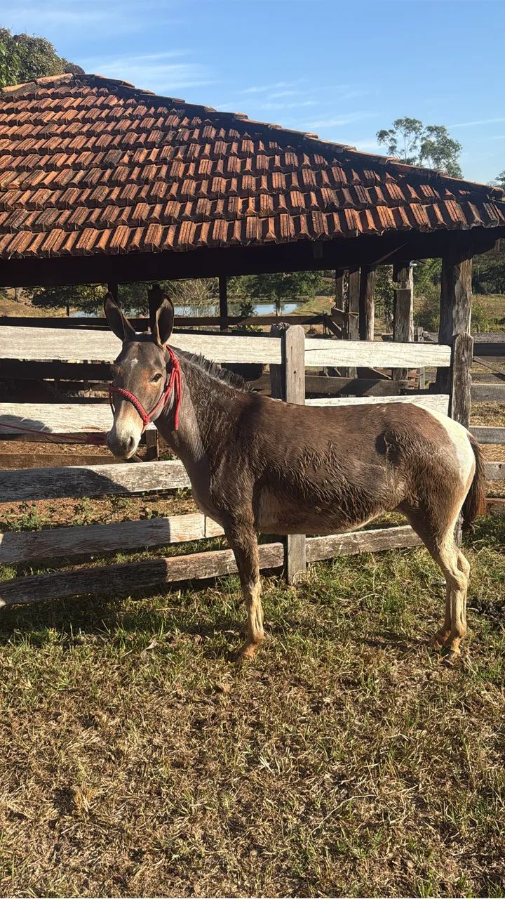 Mula Marchadeira - Mulinha com Cutuca - Foto 4
