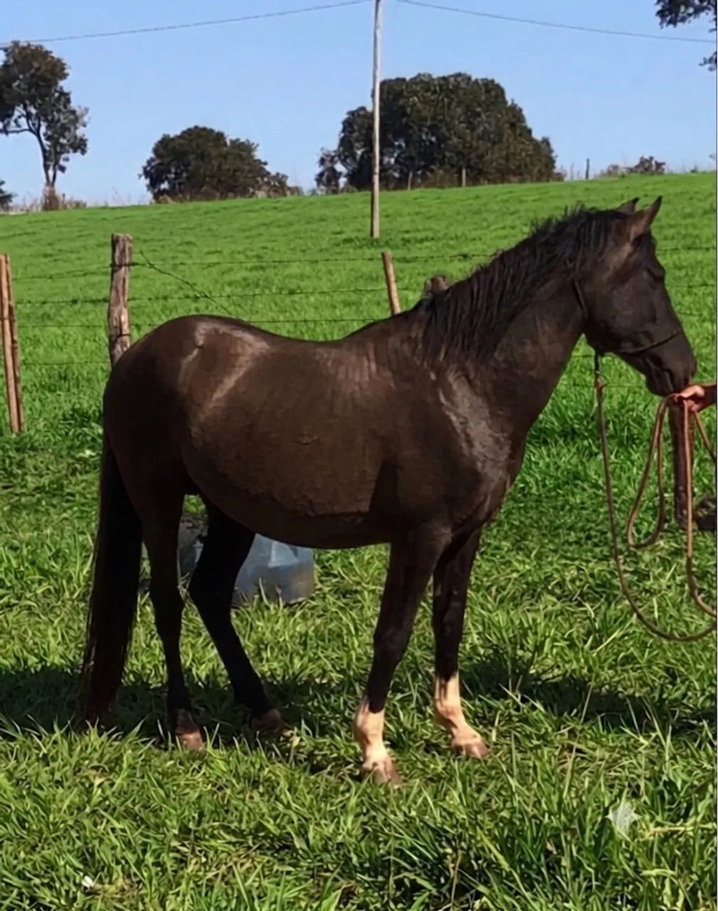 Cavalo - Foto 4