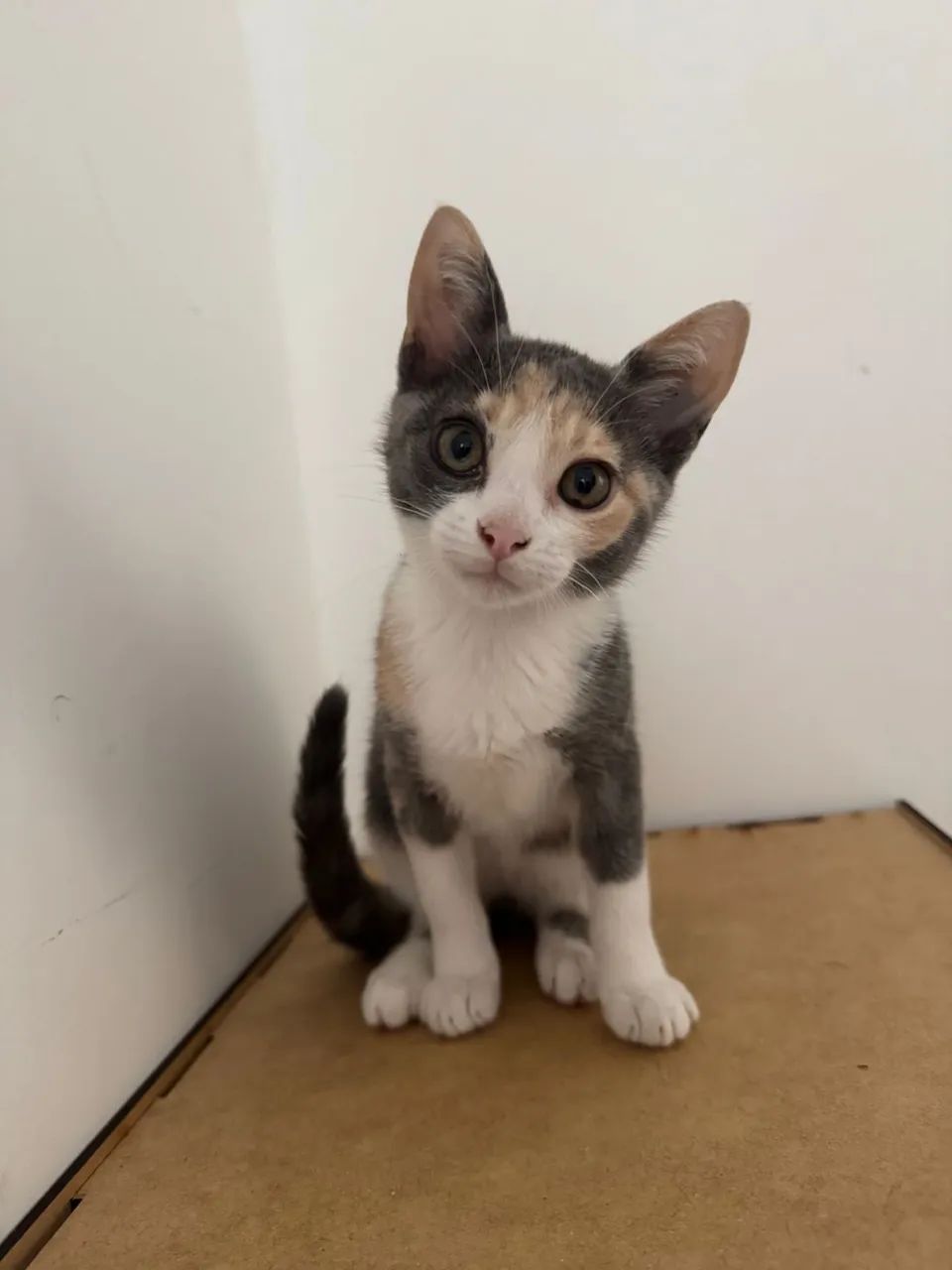 Gatinha fêmea 2 meses - Foto 6