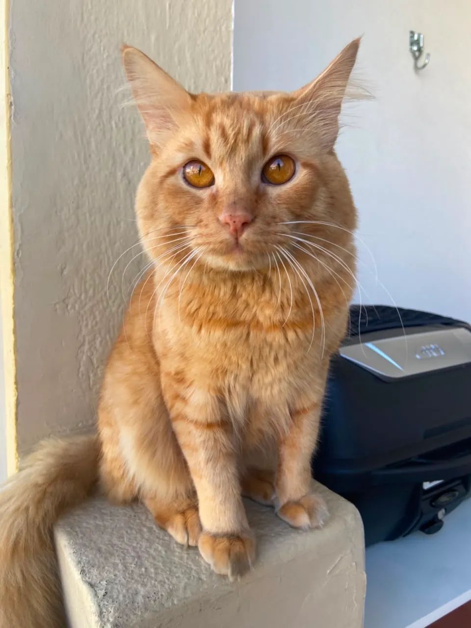 Gato para adoção  - Foto 2