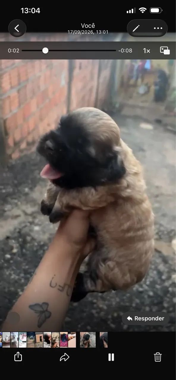 Vende-se shituzu 