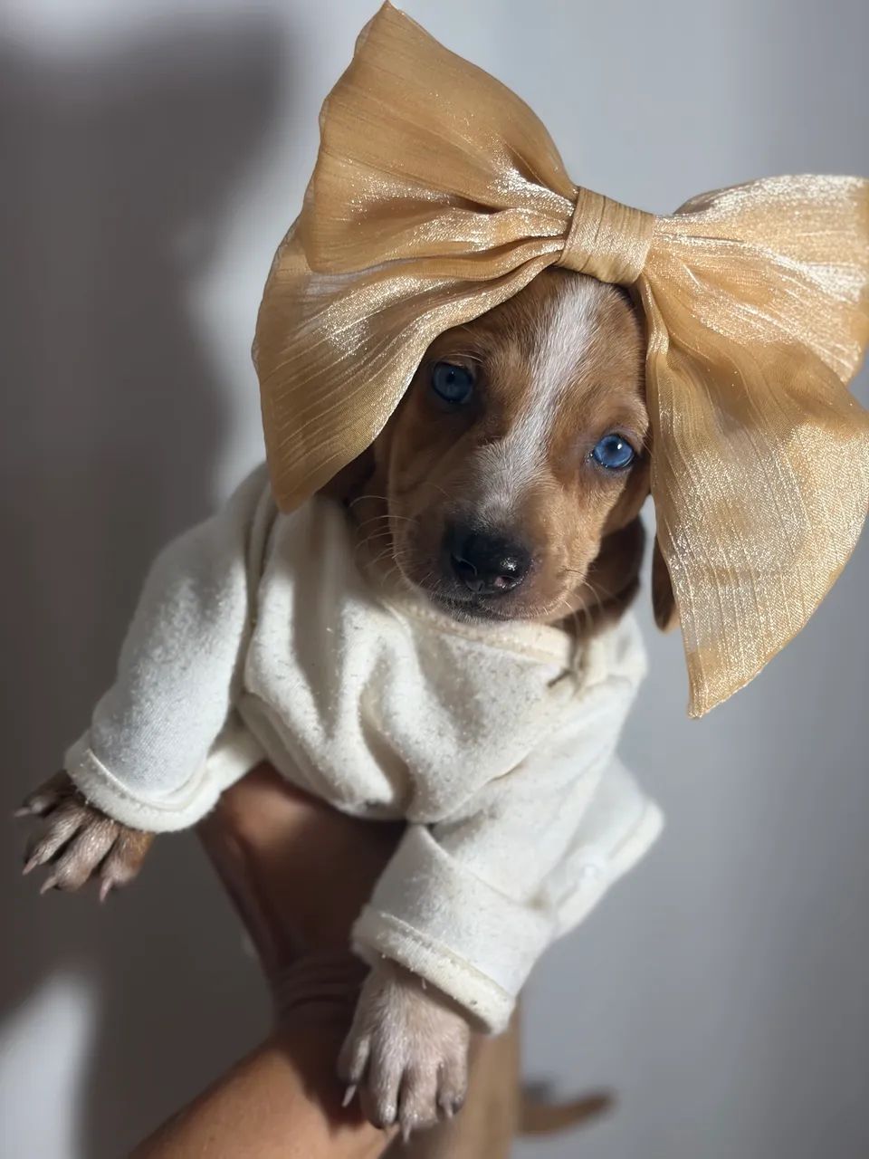 Cachorro - Foto 4