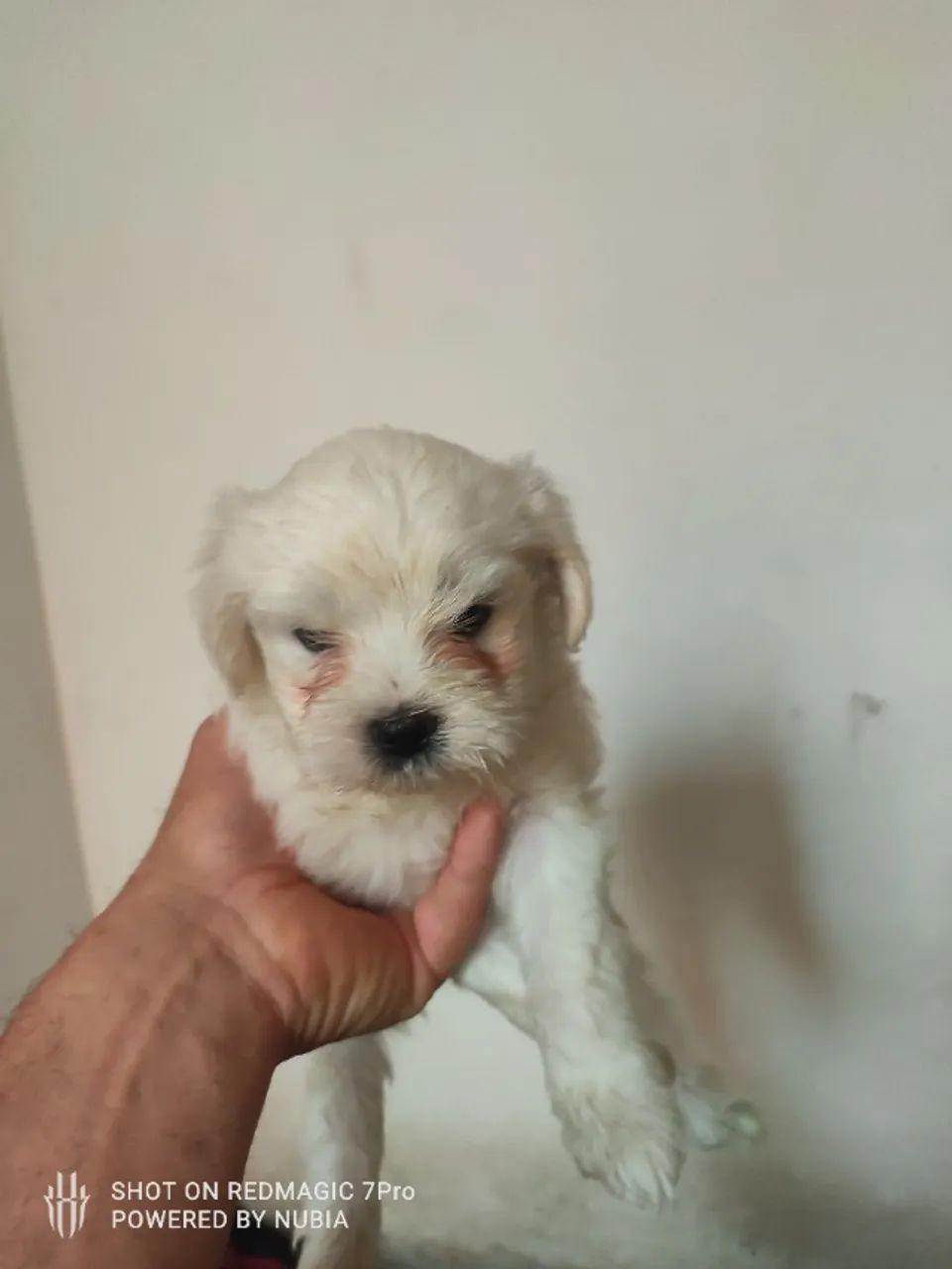 Filhotes de maltês  - Foto 4