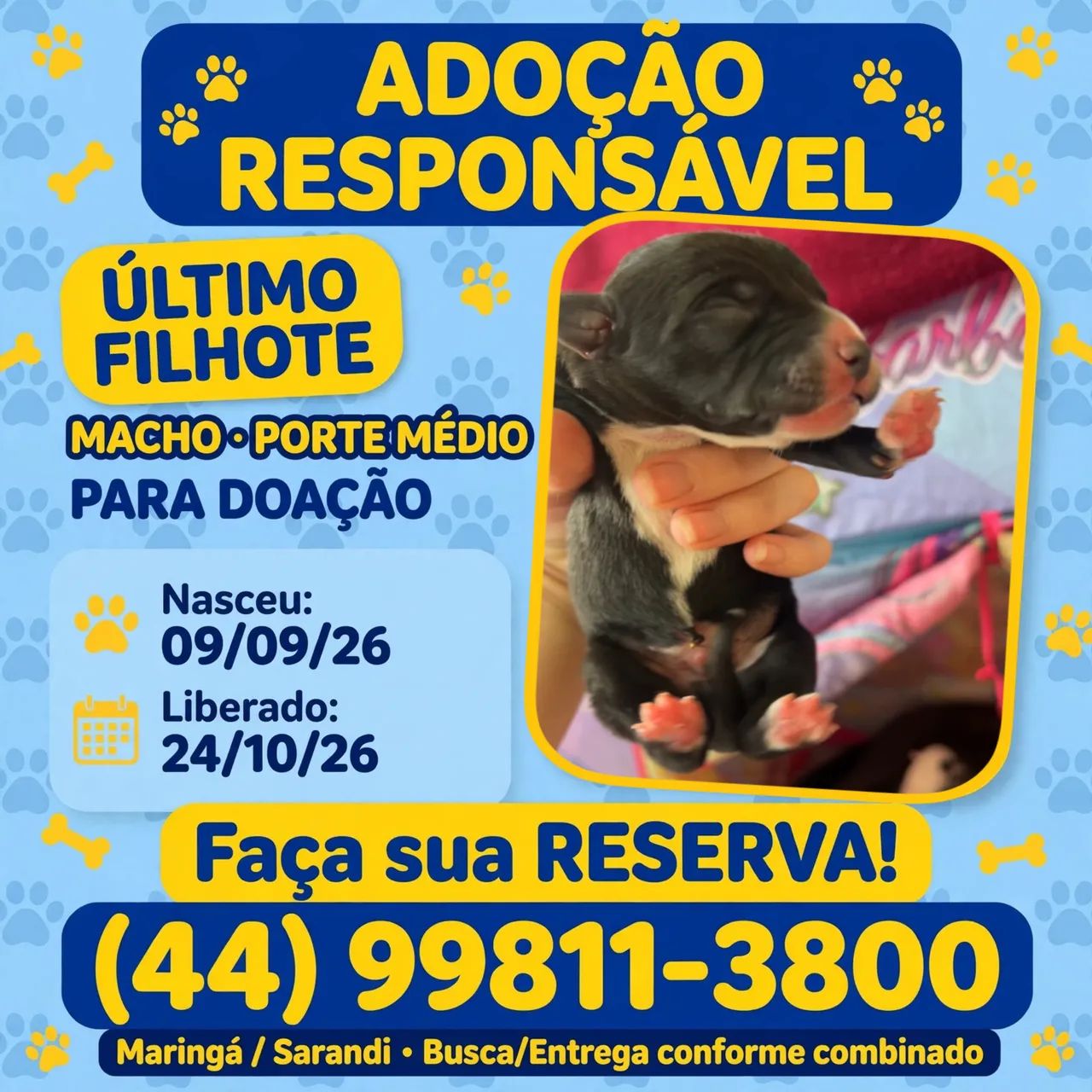 Filhote - Foto 2