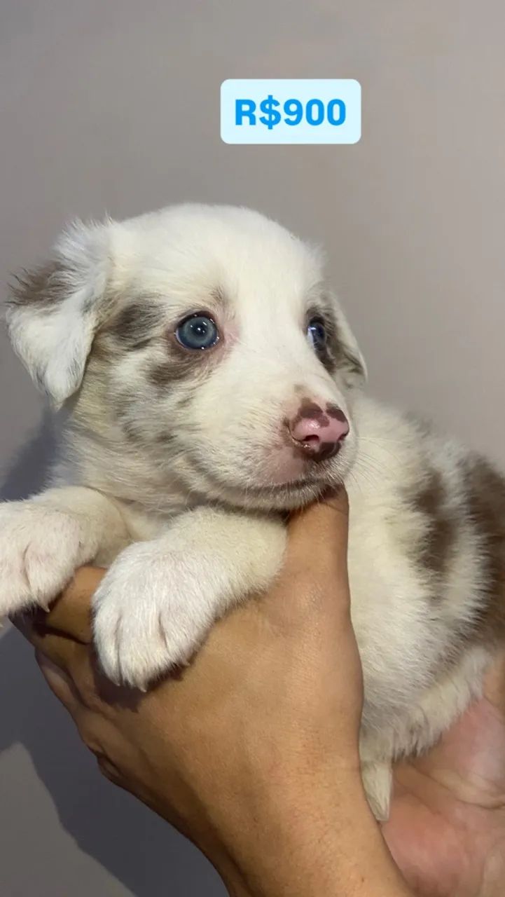 Border collie  - Foto 3