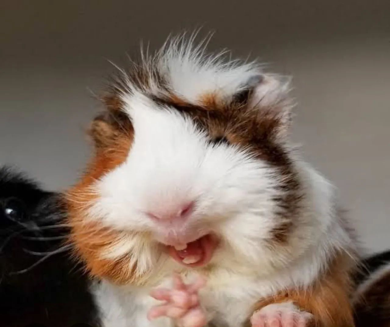 Porquinho da índia Abissínio  - Foto 4