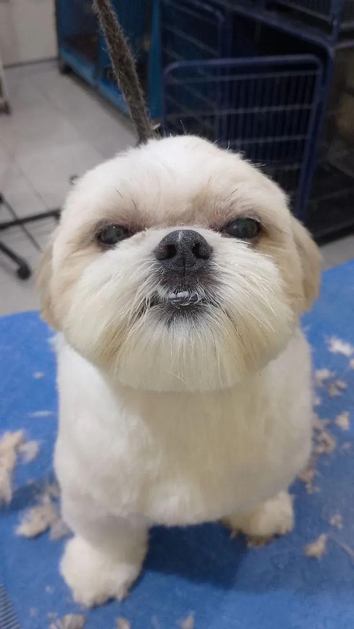 Banho e tosa estúdio pet..