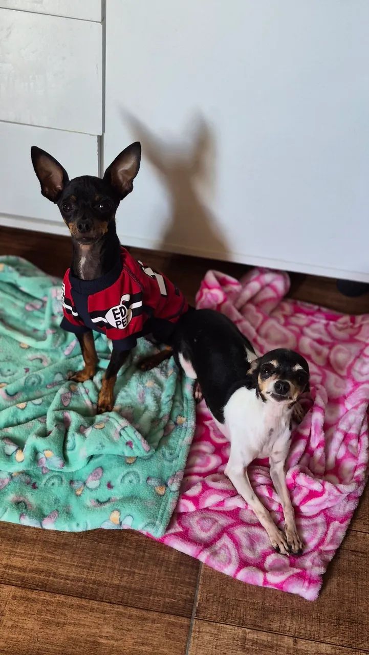 Pinscher zero 