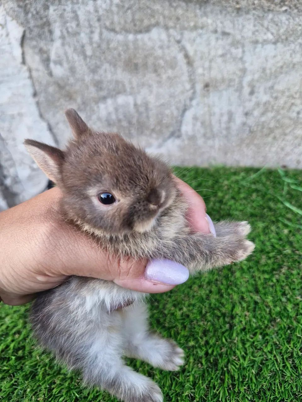 Mini coelhos disponíveis ? - Foto 6
