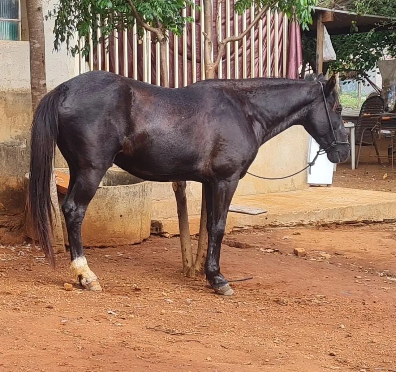 Cavalo mangalarga marcha picada