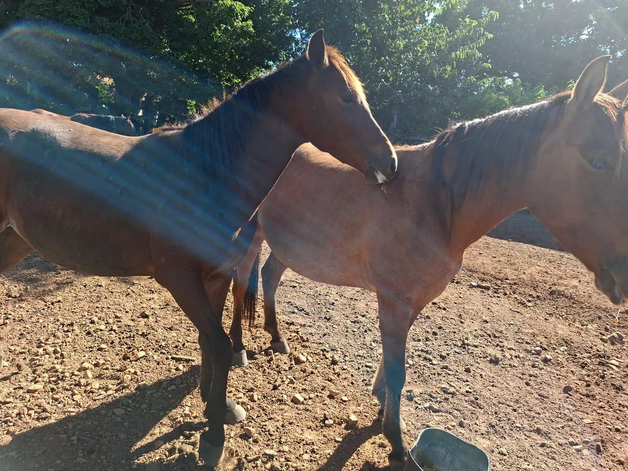 Cavalos! - Foto 4