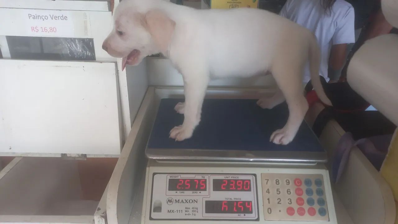 Cachorro  - Foto 2