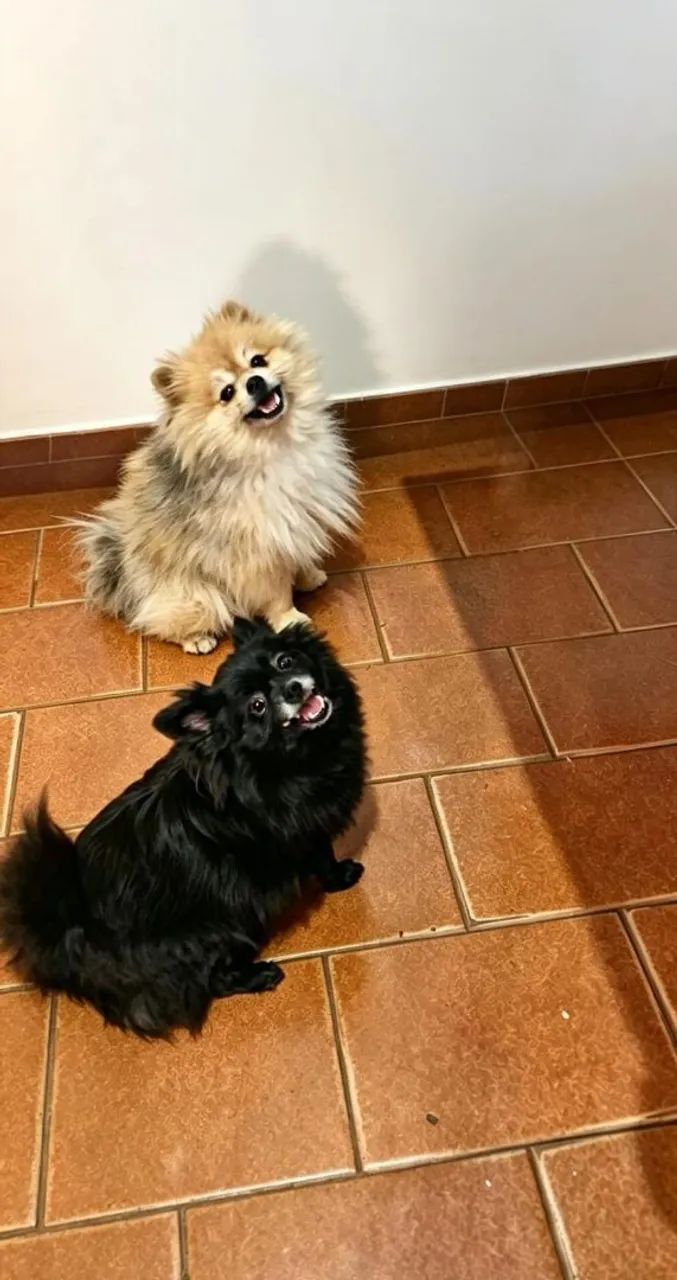 Spitz alemão  - Foto 2