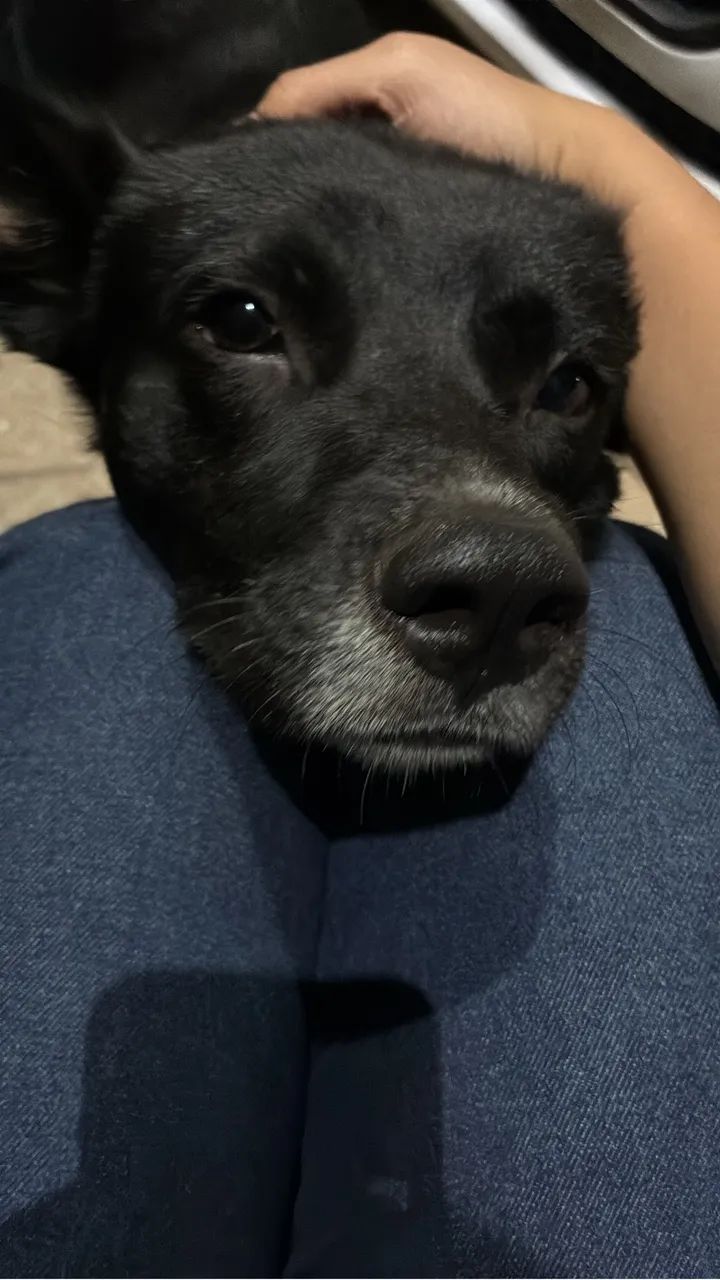 ADOÇÃO RESPONSÁVEL  - Foto 3