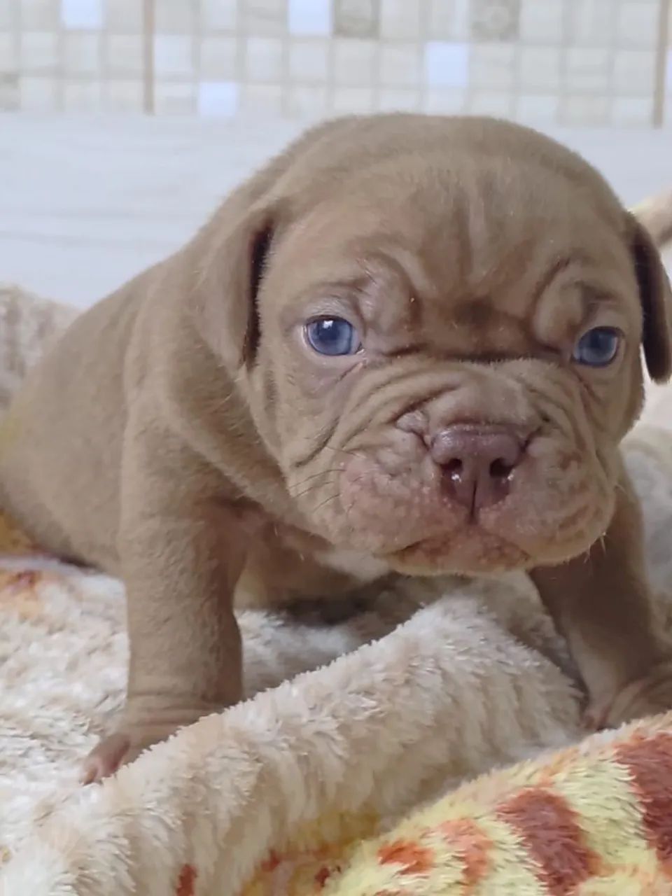 Macho de american bully trichoco - Foto 4
