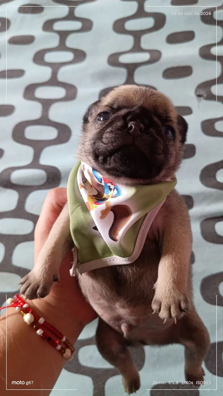 Pug  - Foto 2