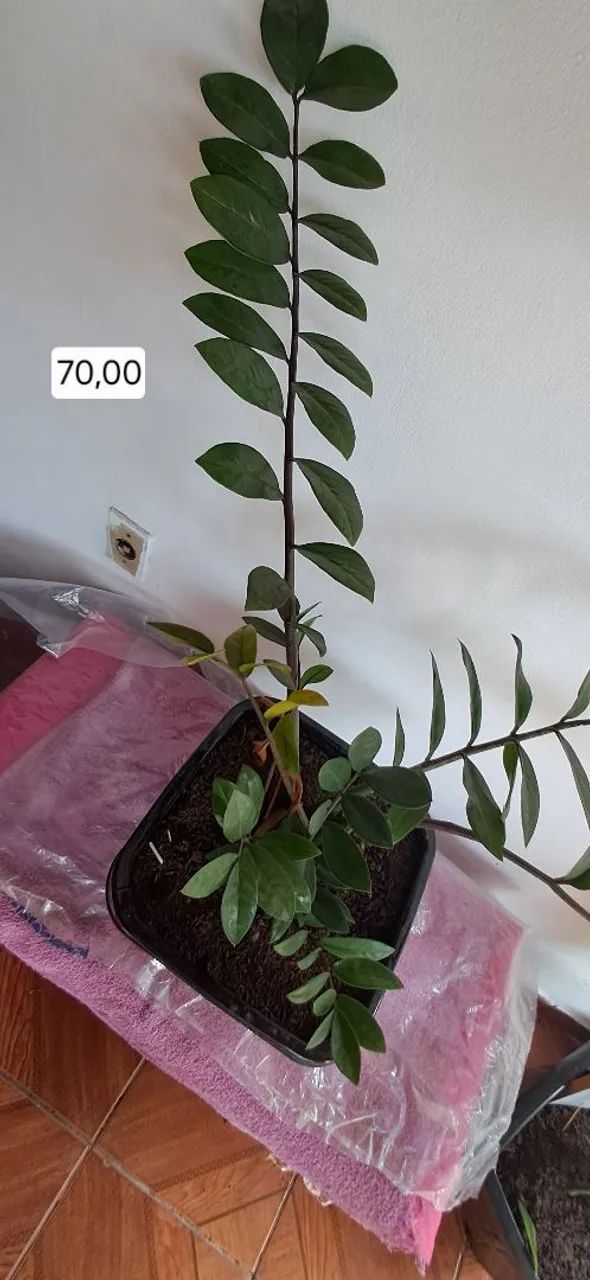 Planta Zamioculca  - Foto 2