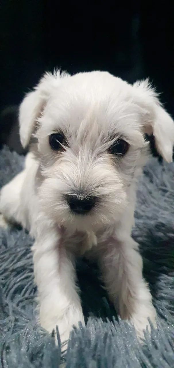 Belíssimo Filhotes Schnauzer Miniatura machos e fêmeas  - Foto 3