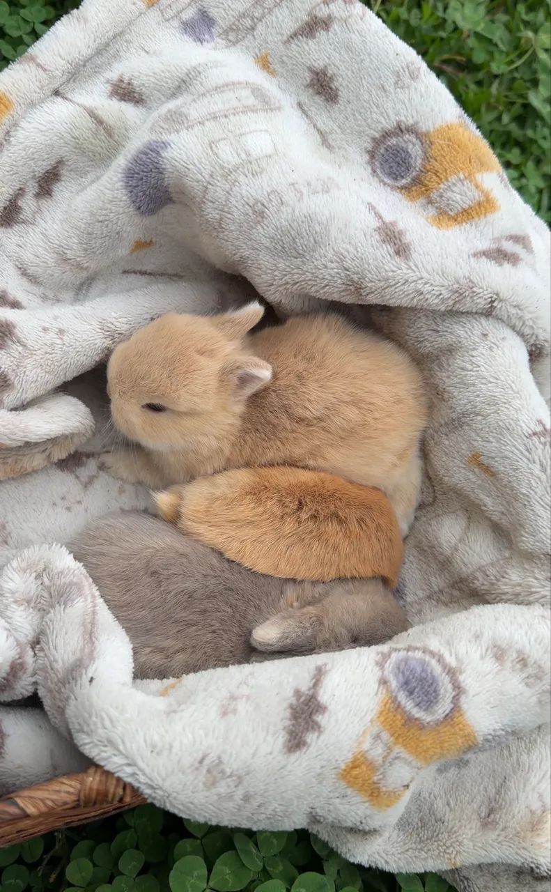 MINI COELHOS  - Foto 3