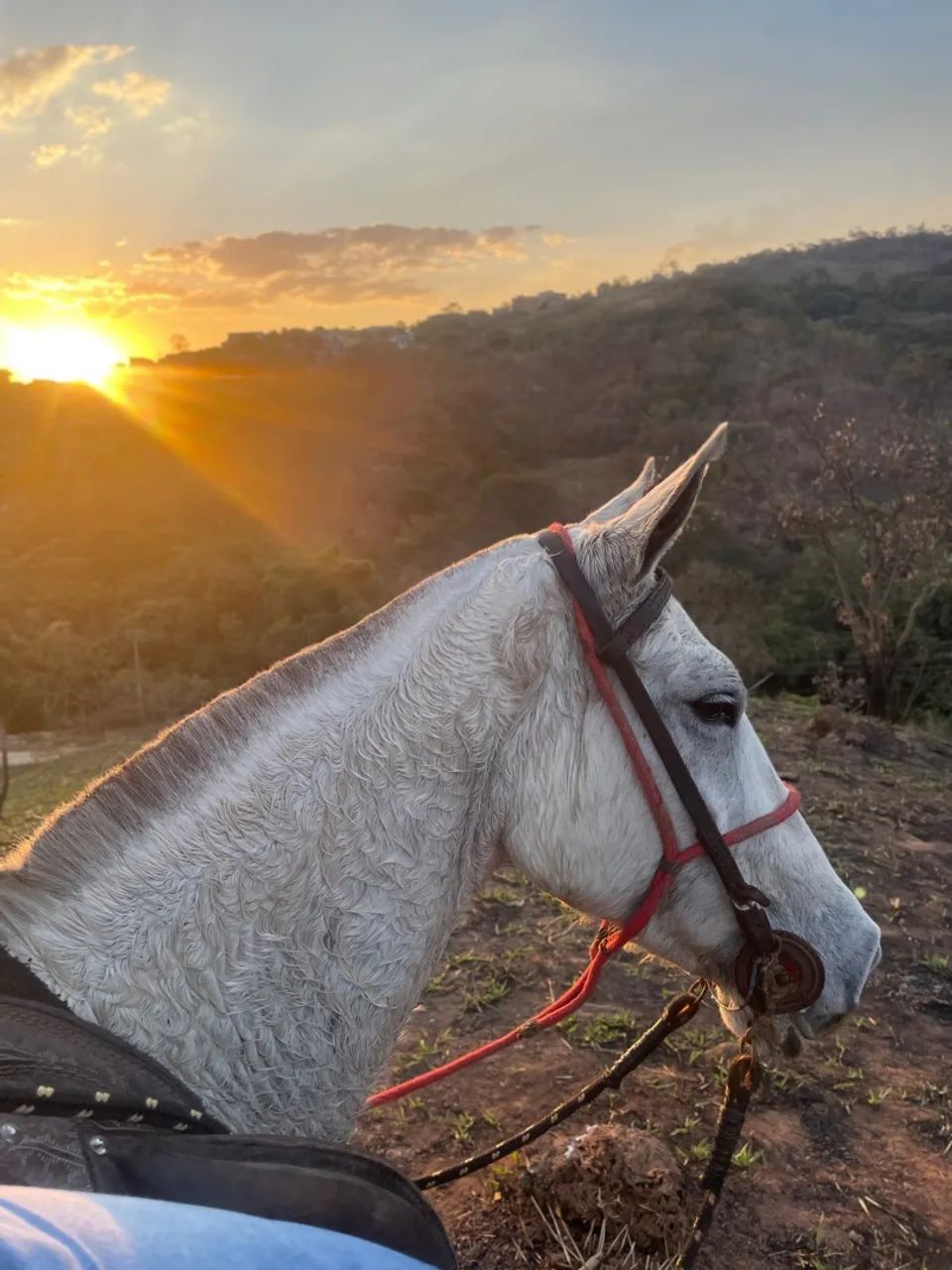 Égua marcha picada - Foto 6