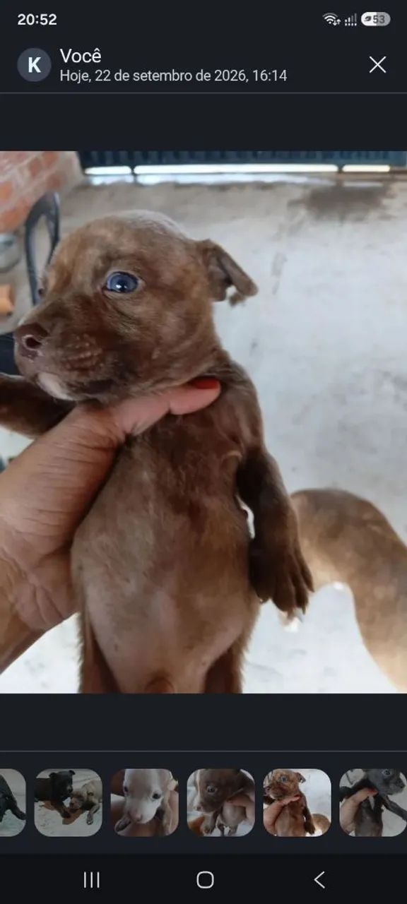 FILHOTE DE PITBULL( AMERICAN BULLY E PIT MOSNTER)  - Foto 2