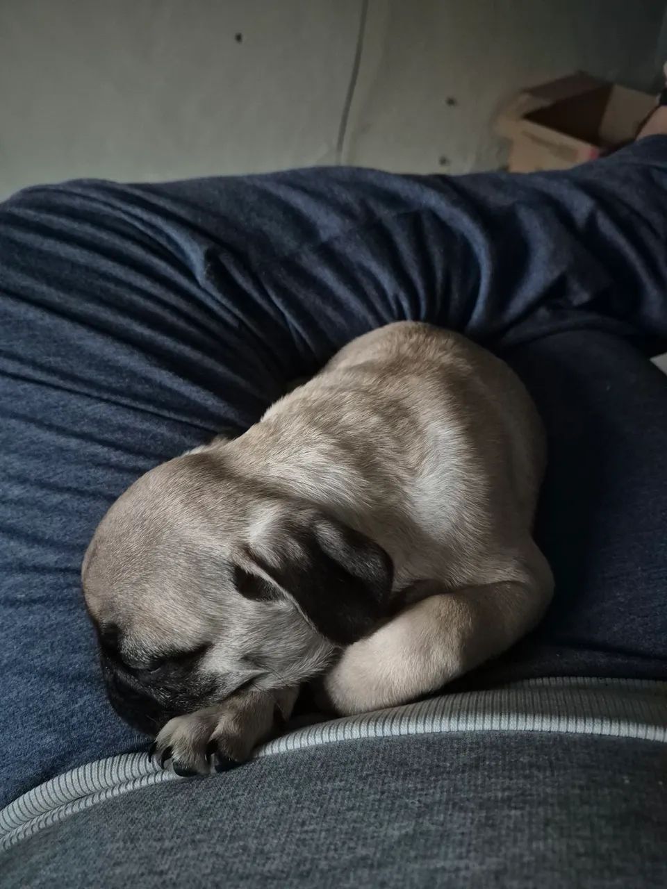 Pug com todas as vacinas. - Foto 4