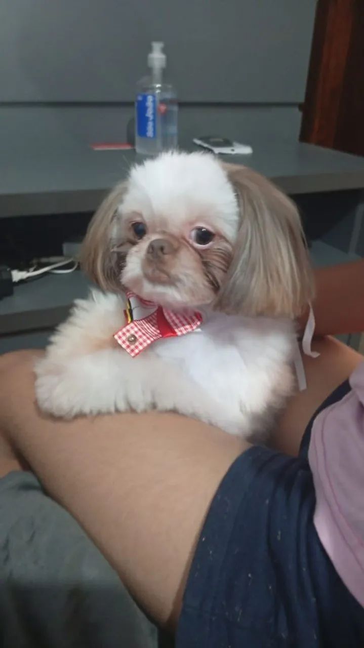 Vendendo Shitzu macho