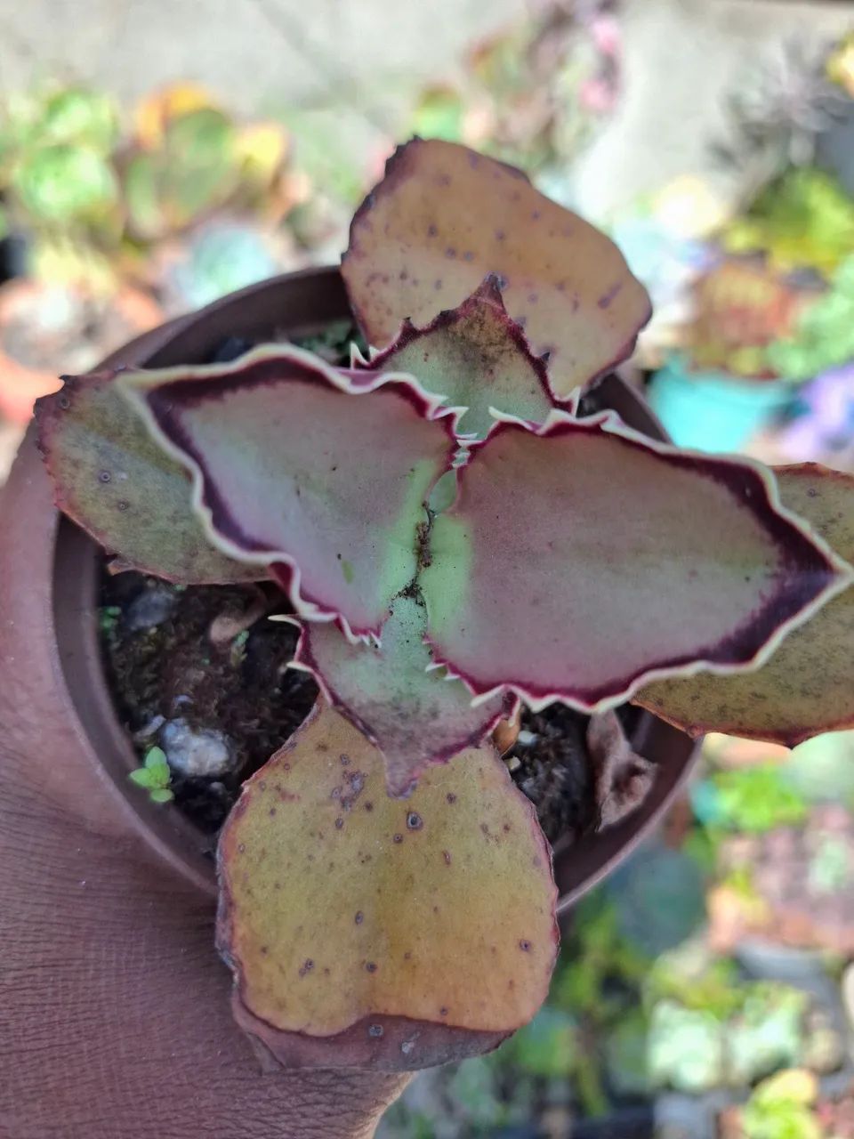 Plantas  - Foto 3