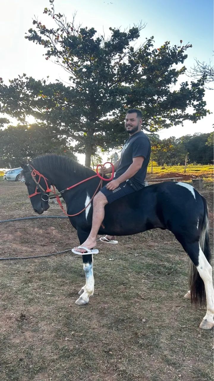 Vendo Cavalo Mangalarga - Foto 3