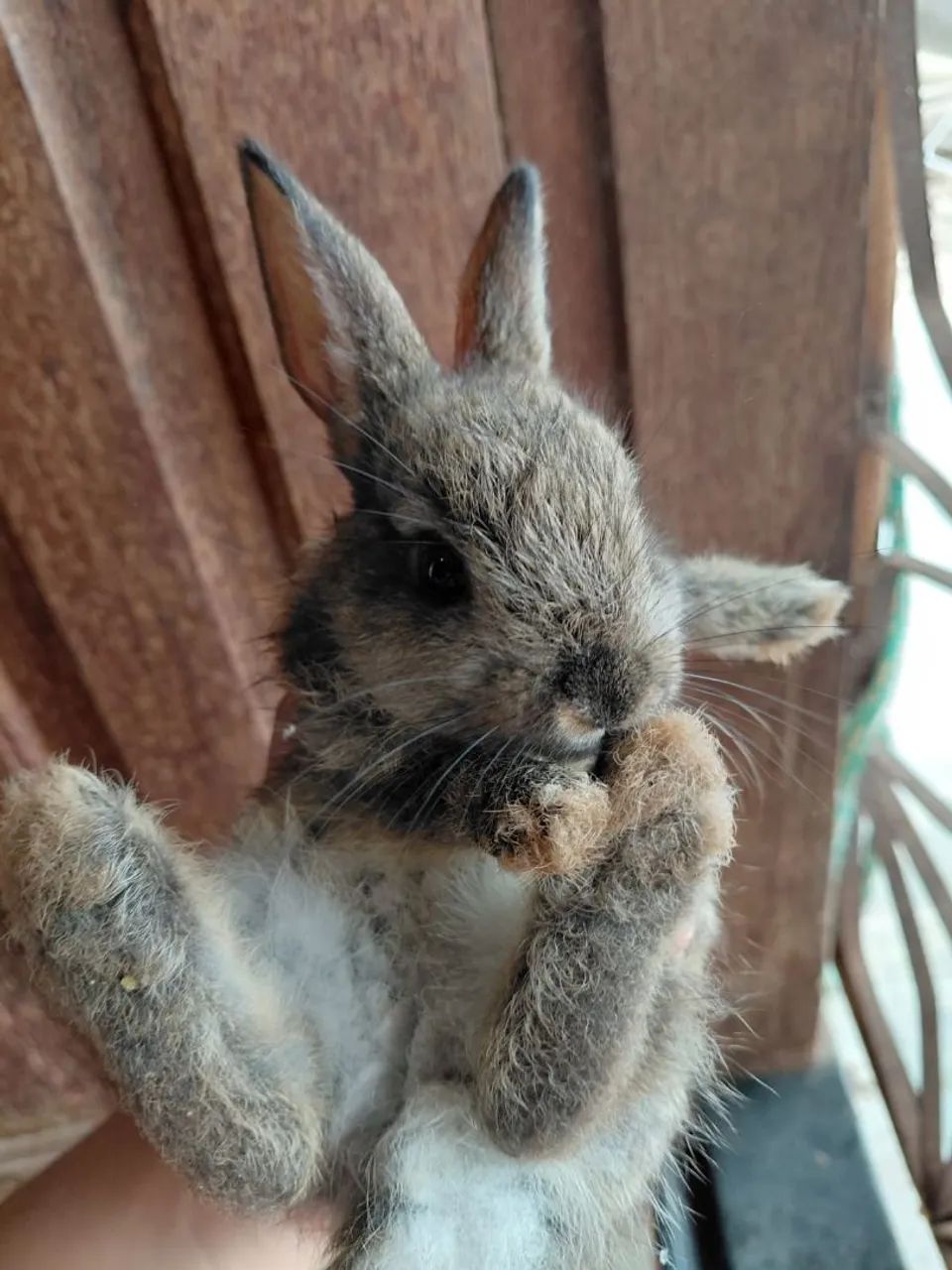 Vende-se coelhinha fofinha filhotes 