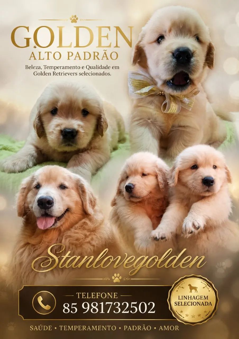 Disponivel Golden Retriever 