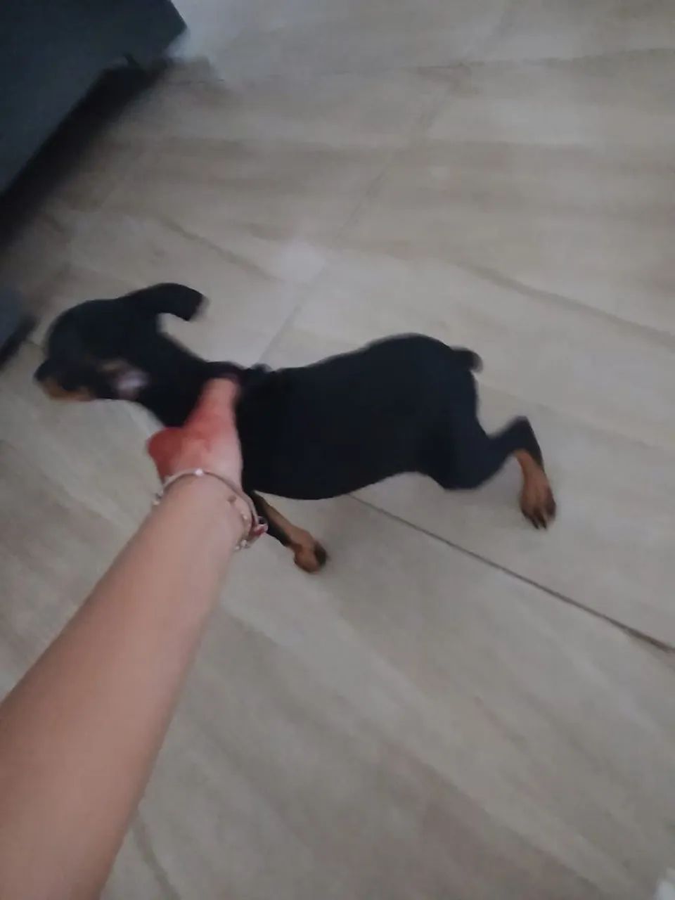 Pincher 0 - Foto 3