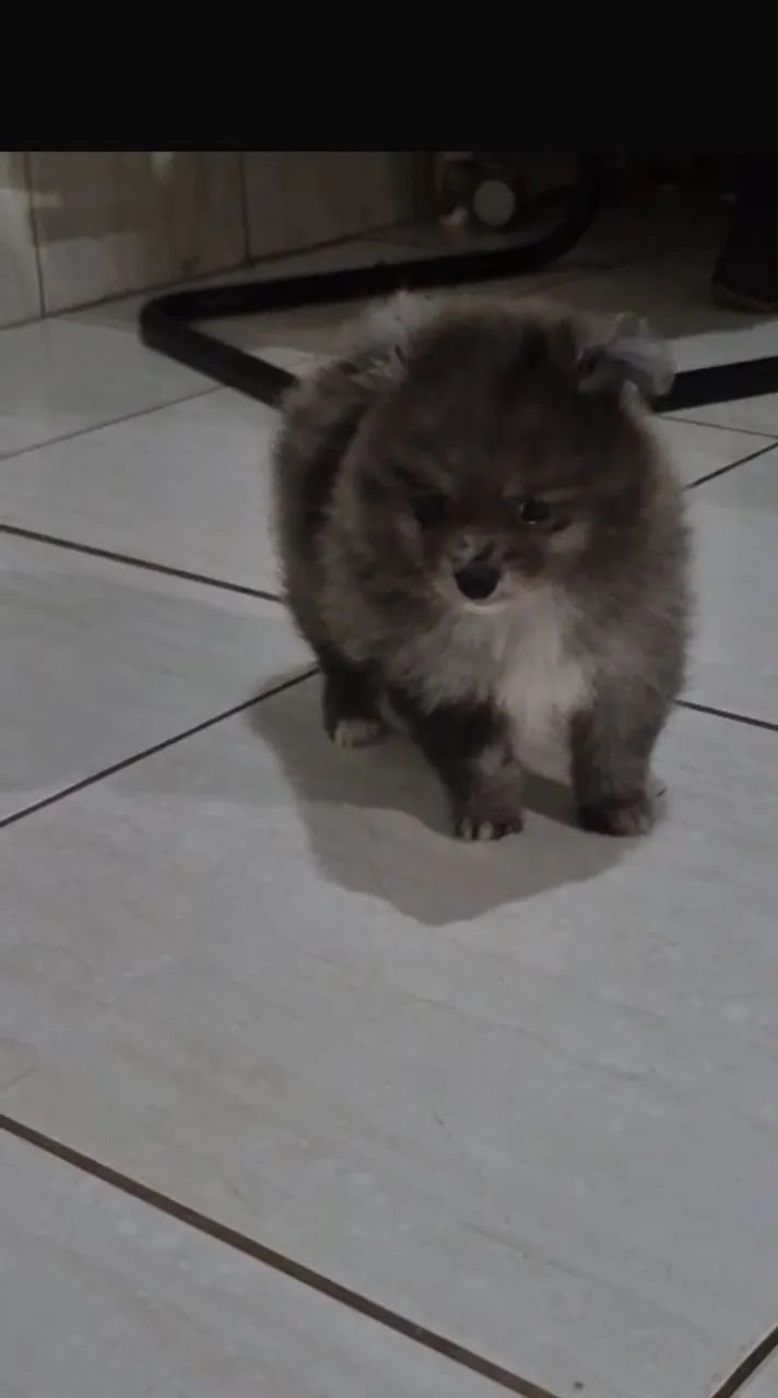 Spitz alemão macho ! 