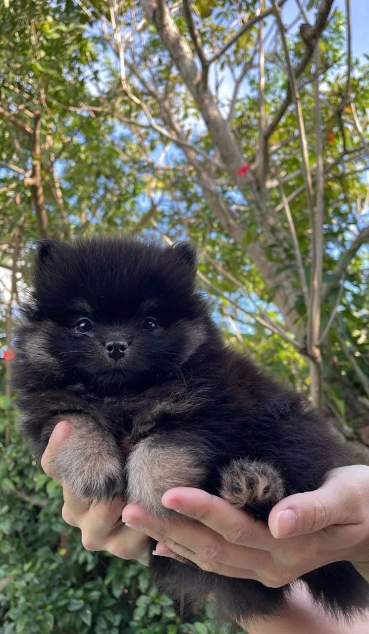 Lulu da Pomerânia filhotes Pronta Entrega - Foto 4