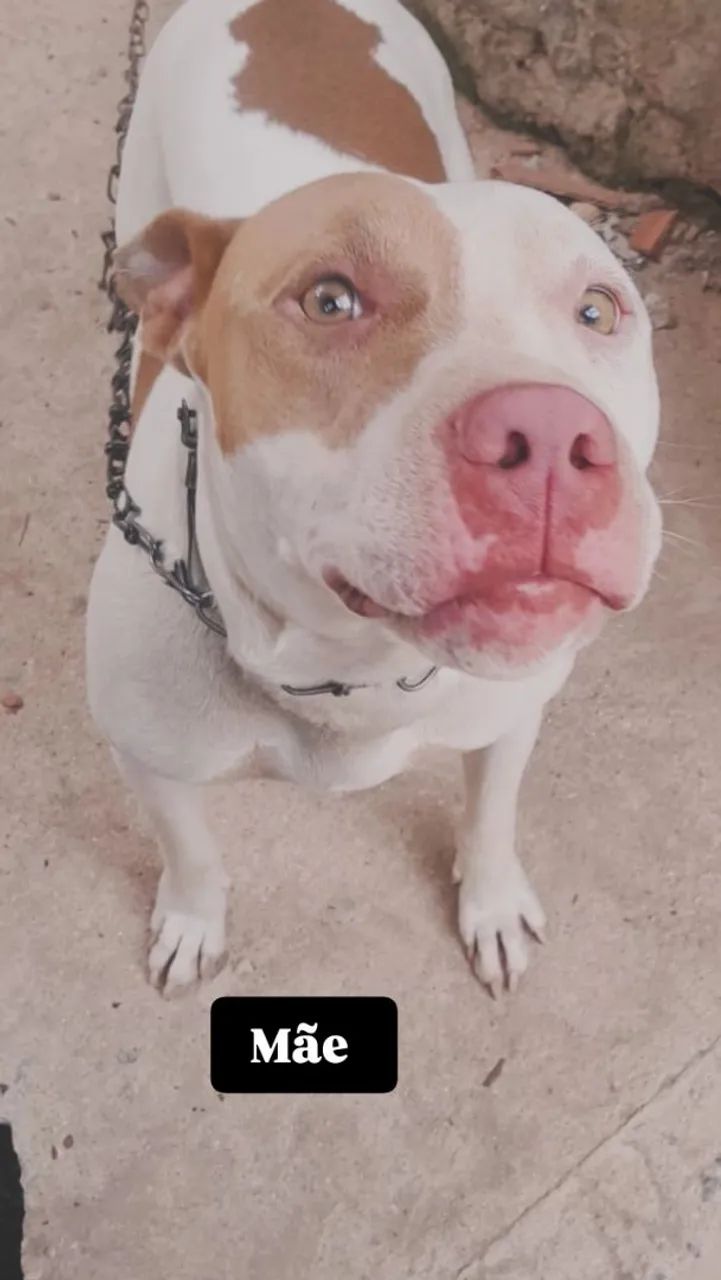 Filhotes de Pitbull - Foto 5
