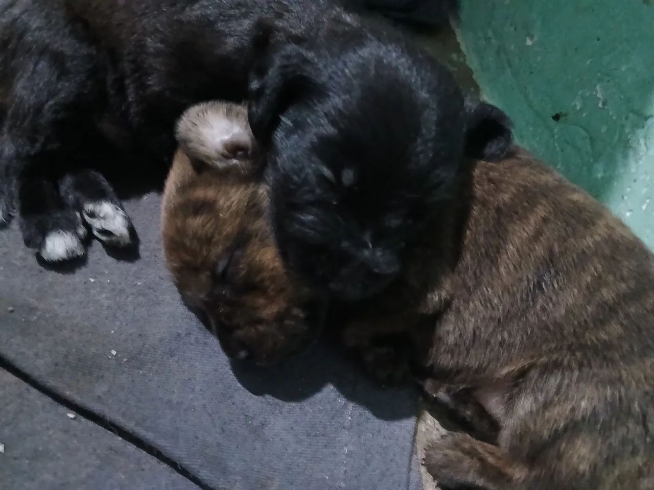 Vendo pinscher misturado com poodle - Foto 4