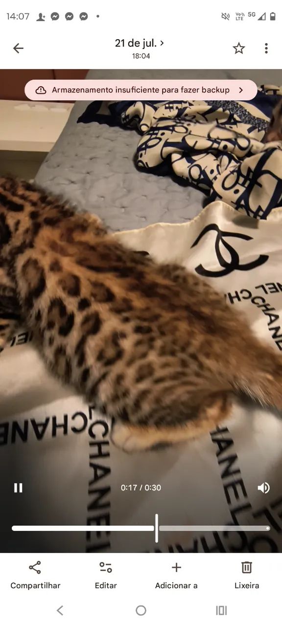 Gatinhos Bengal - Foto 2