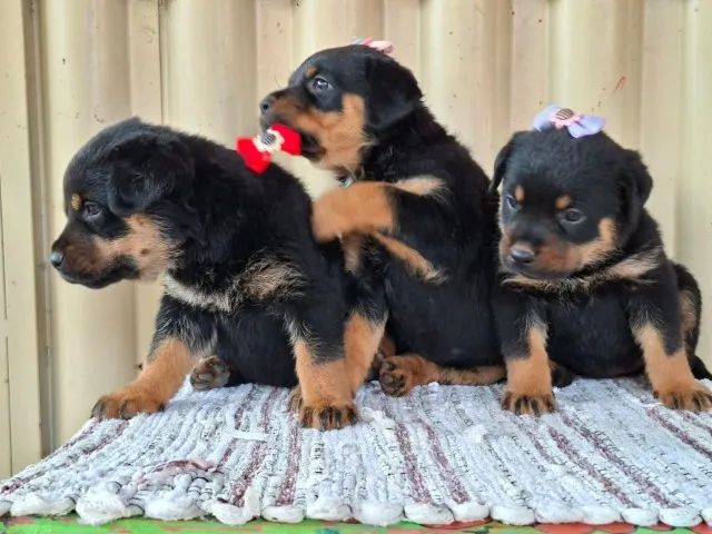 cachorro - Foto 2