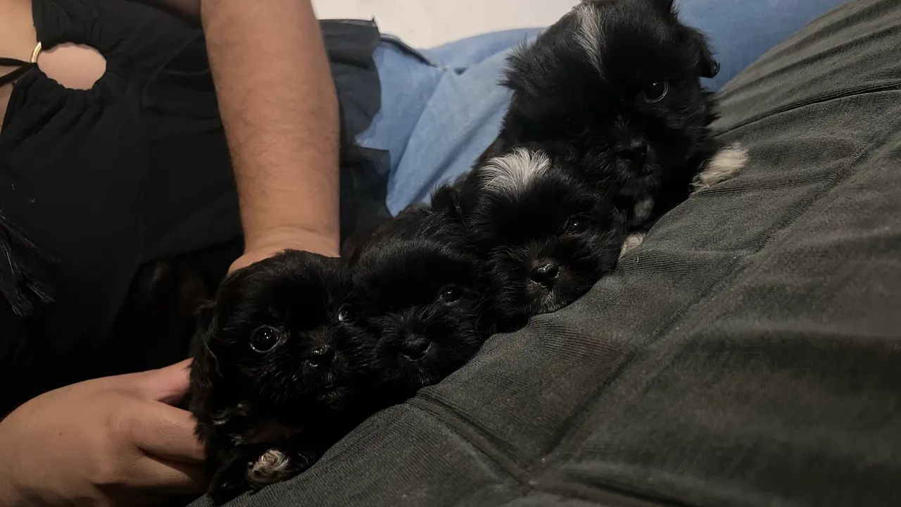 Cachorros  - Foto 3