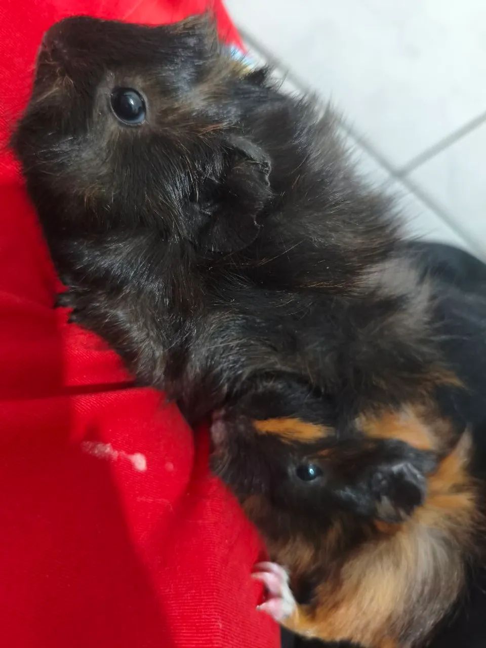 Porquinho da India - Foto 4