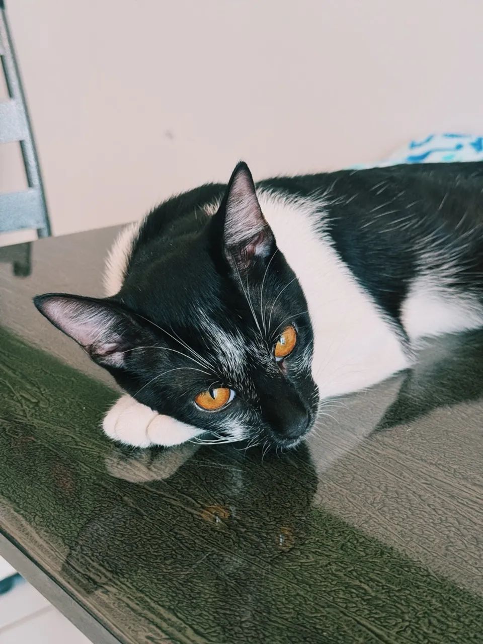 DOAÇÃO DE GATINHO