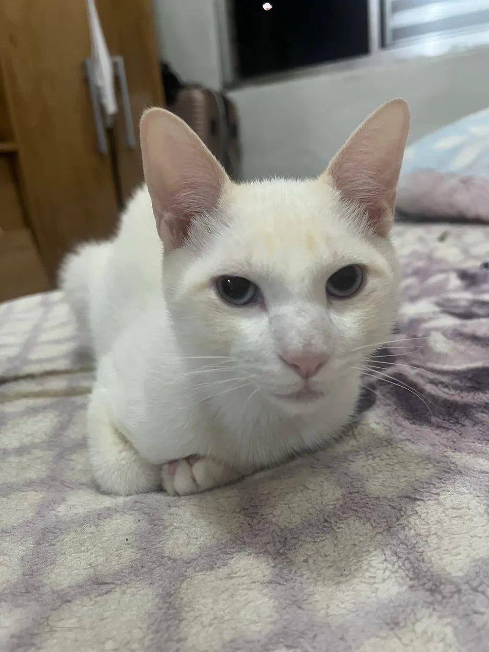 Gato branco  - Foto 2