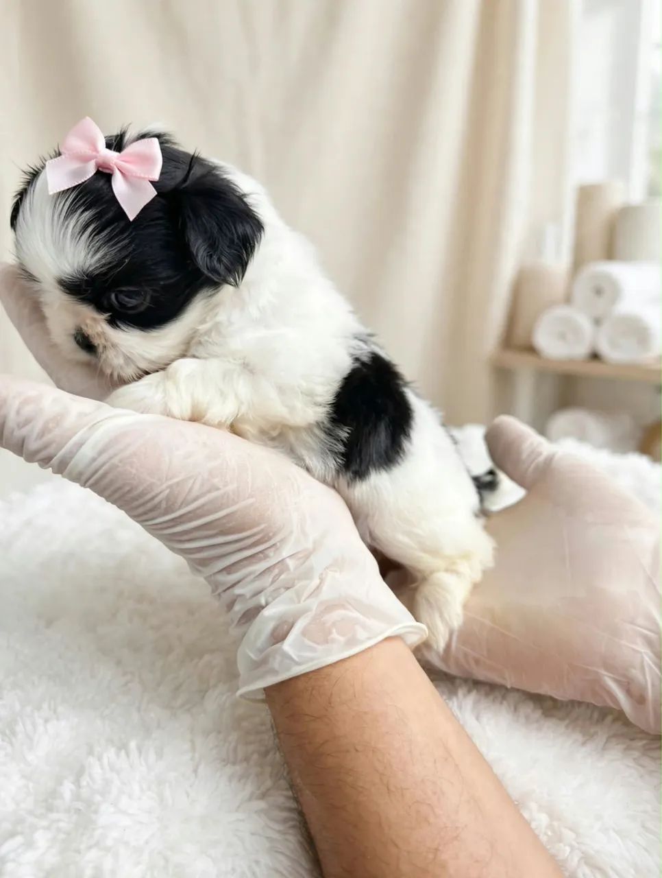 Linda Shih tzu  - Foto 3