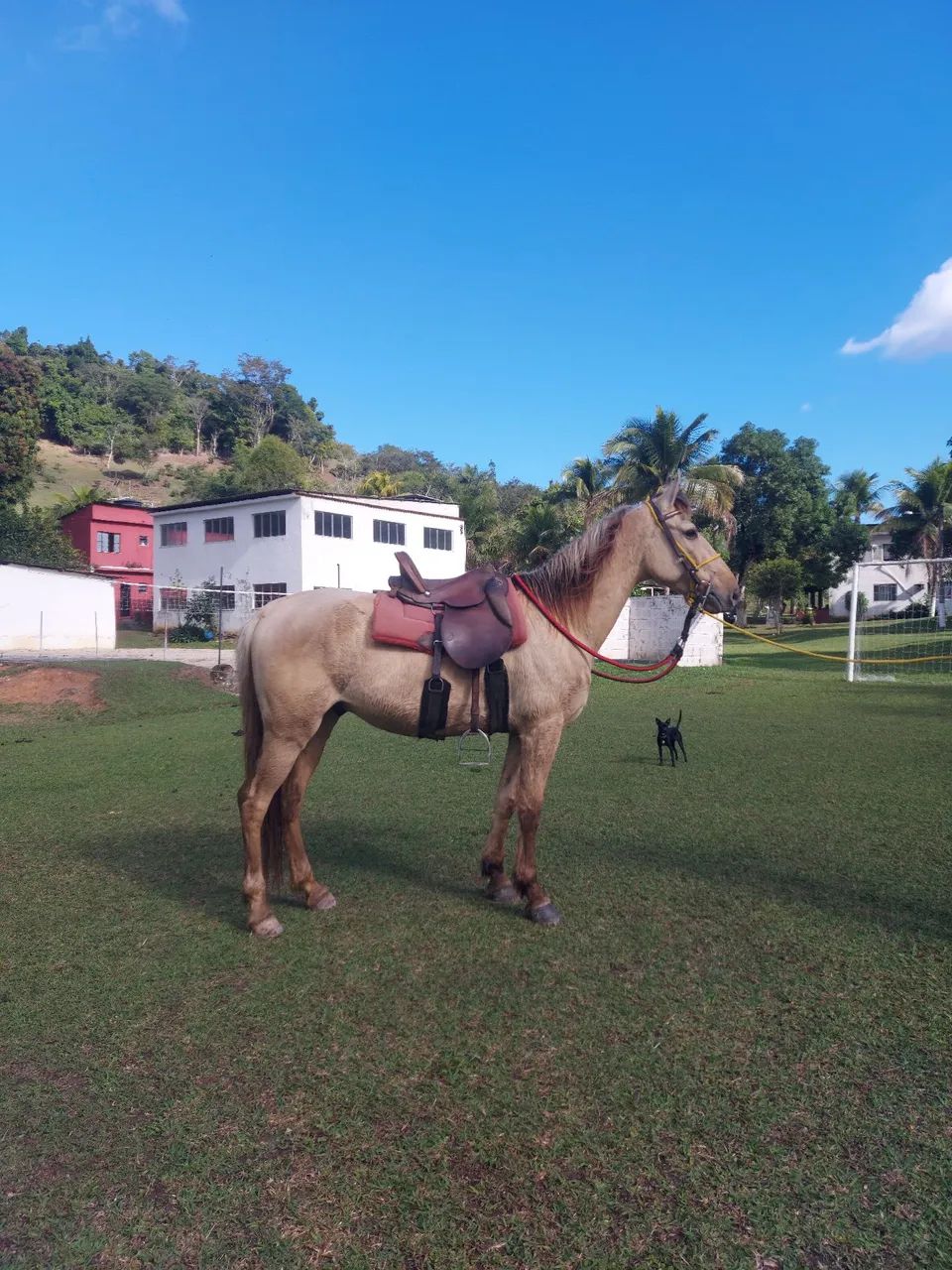 Cavalo castrado de marcha picada  - Foto 2