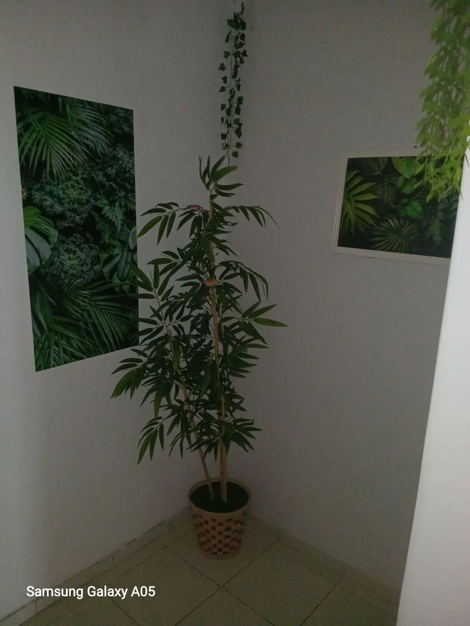 Alugo kitnet na Pajuçara  - Foto 4