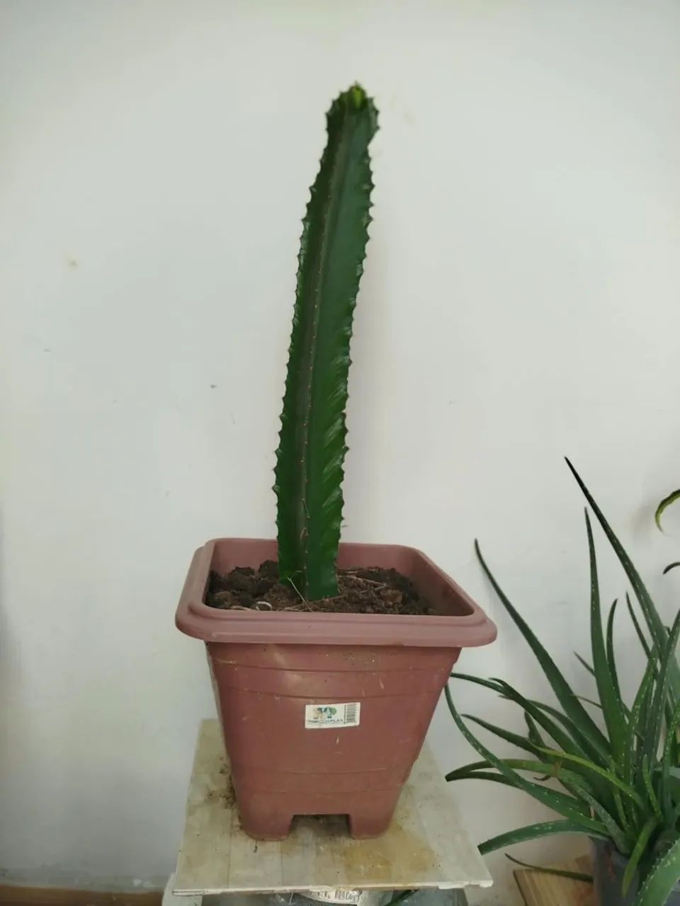 Cactos  - Foto 5