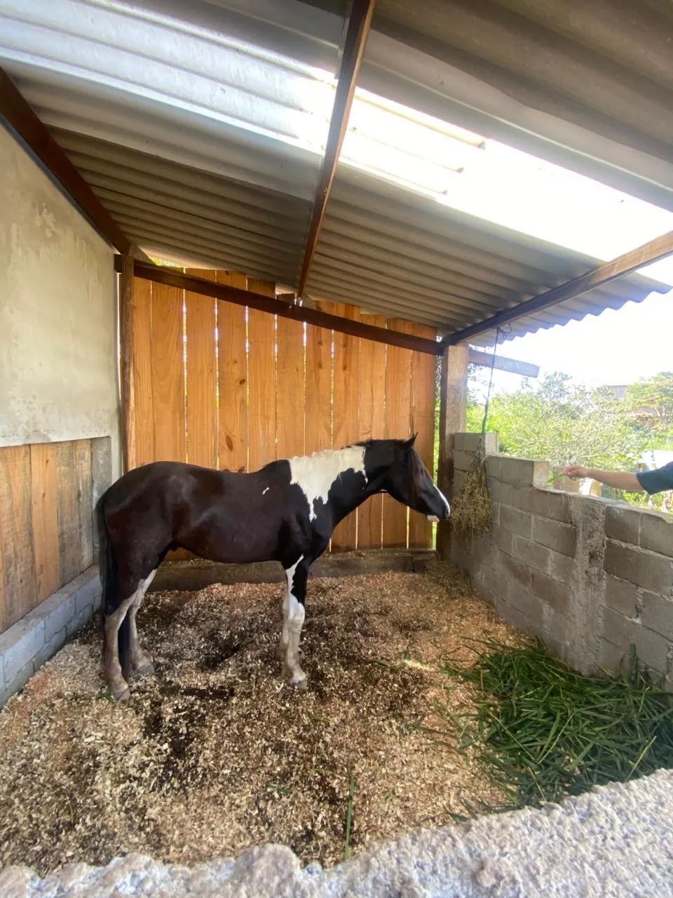 Cavalo - Foto 5